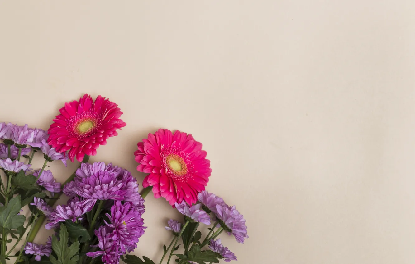 Photo wallpaper flowers, background, gerbera, chrysanthemum