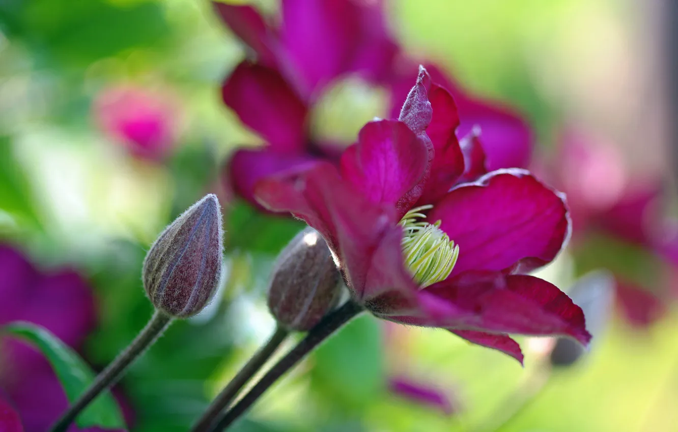 Photo wallpaper summer, flowers, nature, plant, beauty, positive, flowering, flora