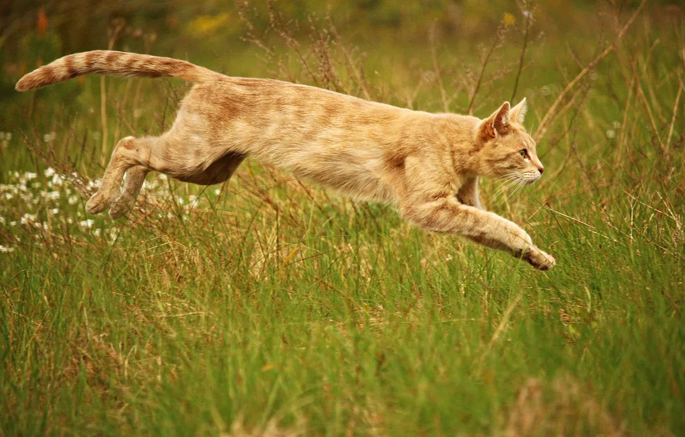 Photo wallpaper cat, nature, jump