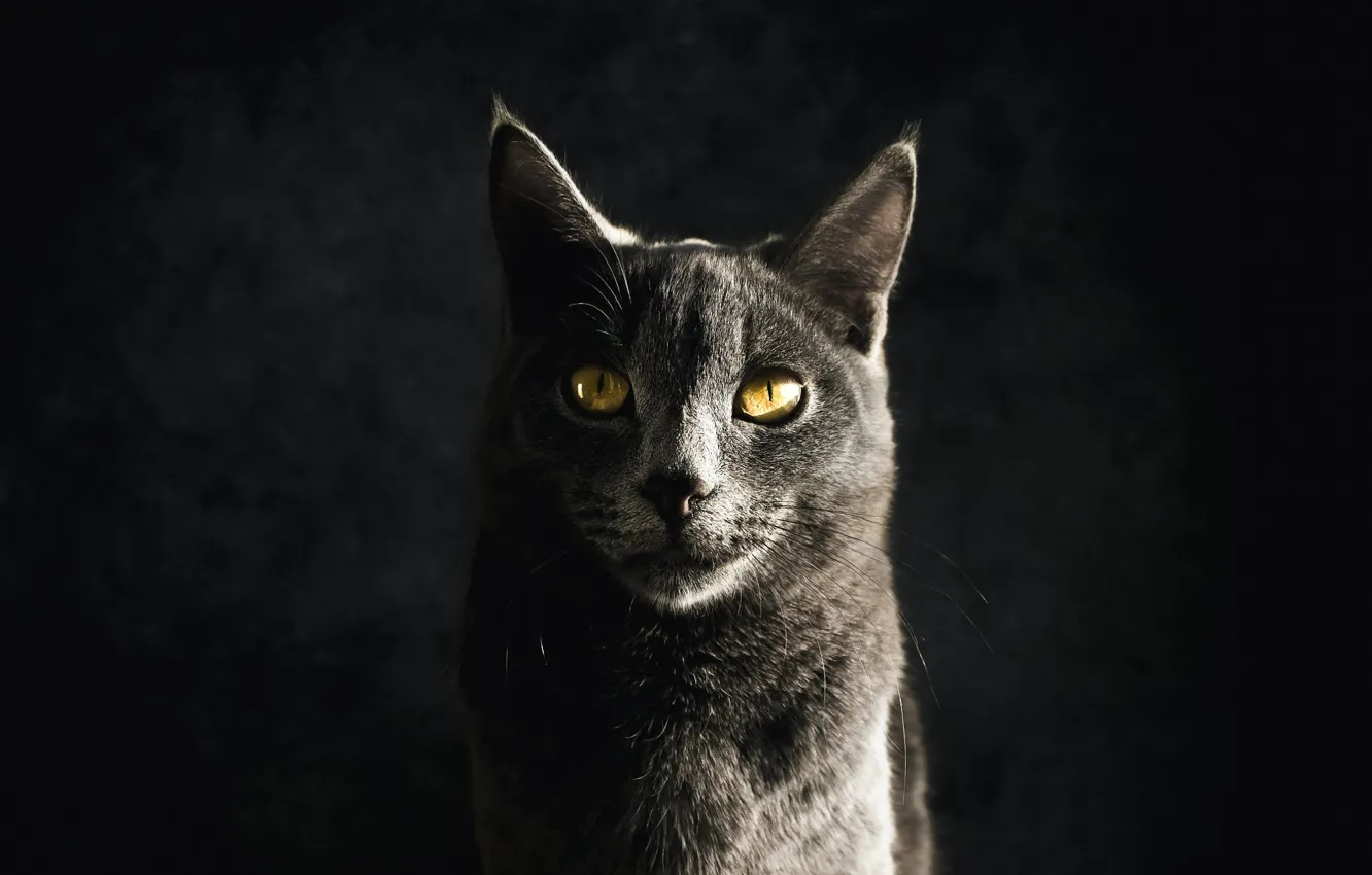 Photo wallpaper cat, cat, look, light, the dark background, grey, face, British