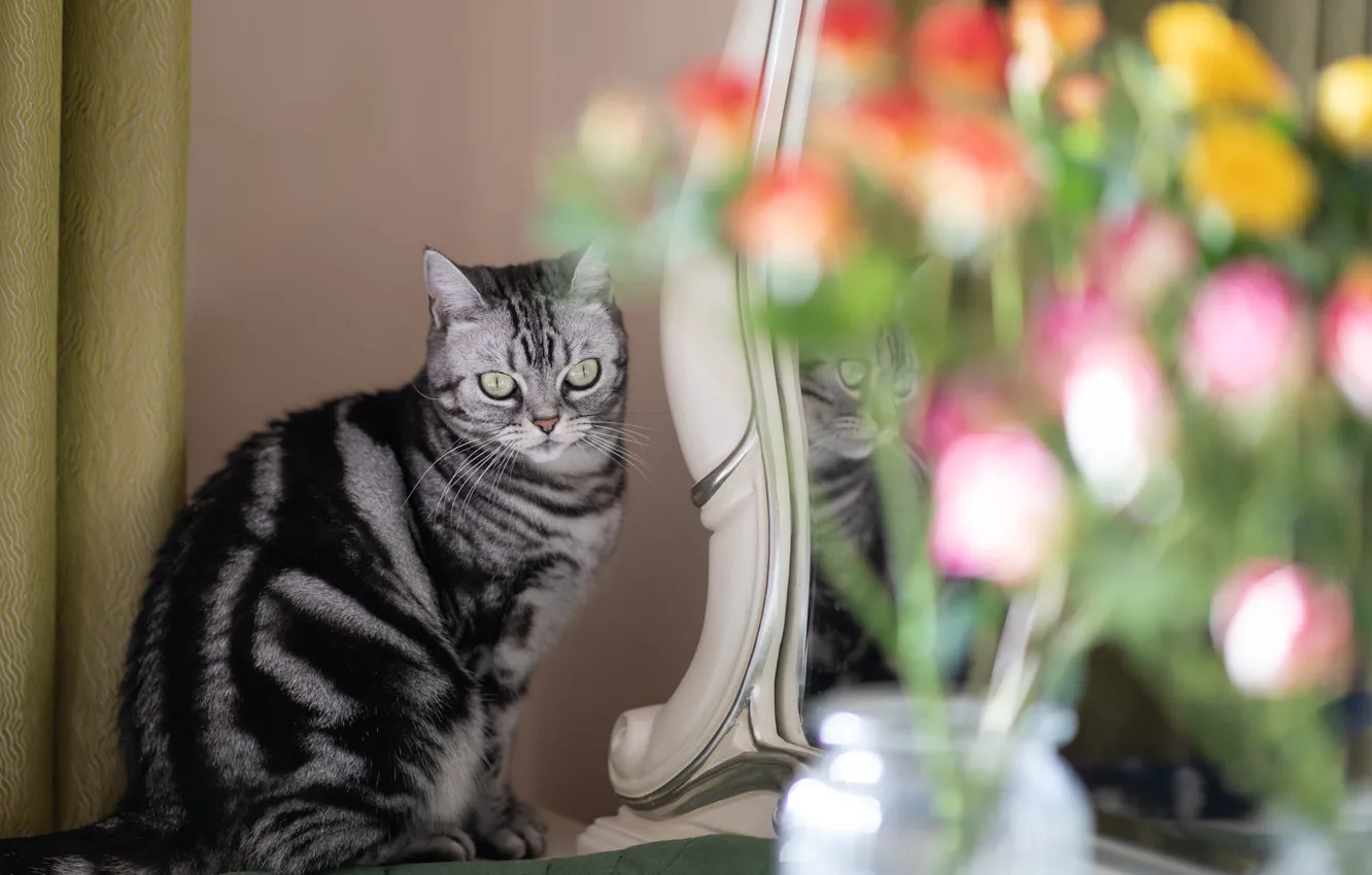 Photo wallpaper cat, cat, flowers, pose, bouquet, mirror, grey, curtains