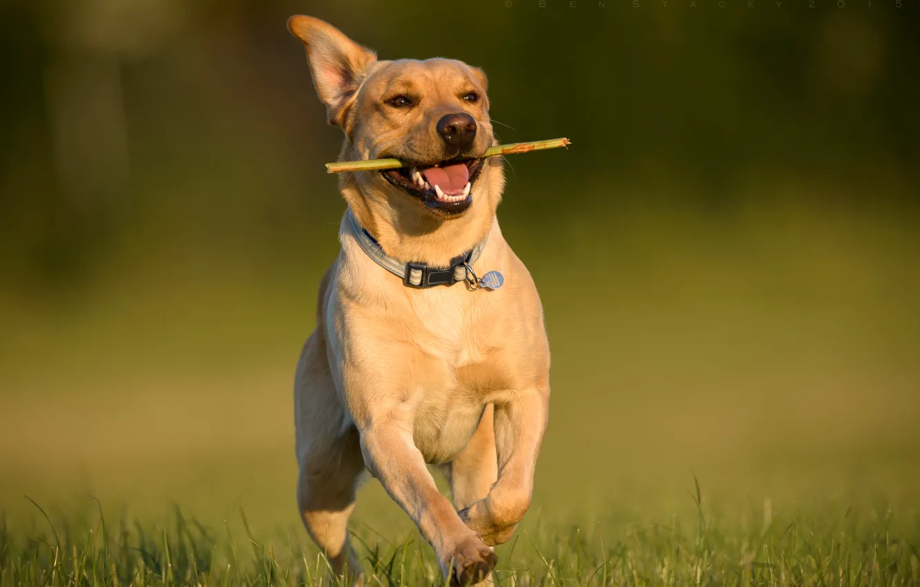 Photo wallpaper joy, mood, dog, running, walk, Labrador Retriever
