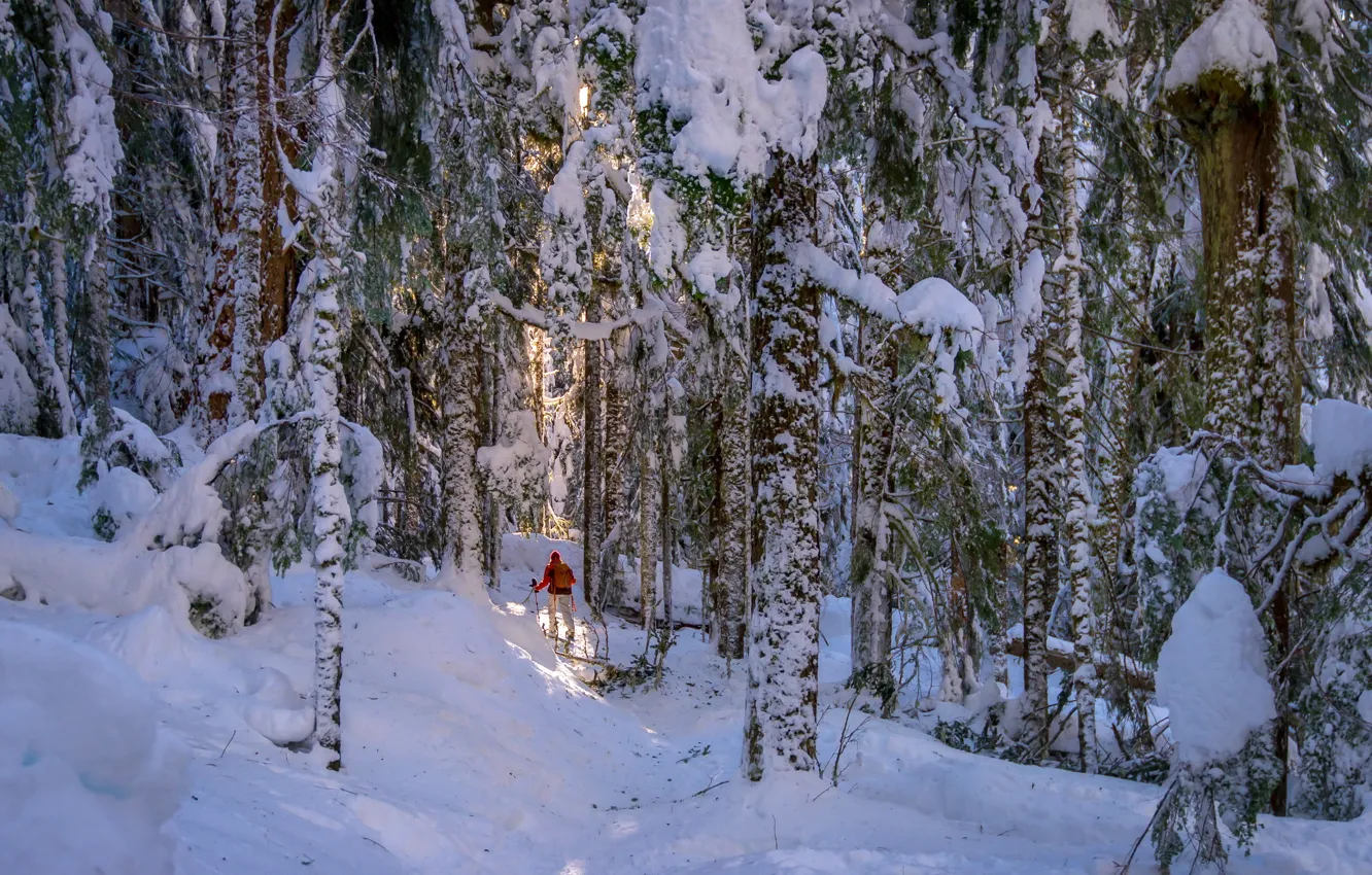 Photo wallpaper winter, forest, people