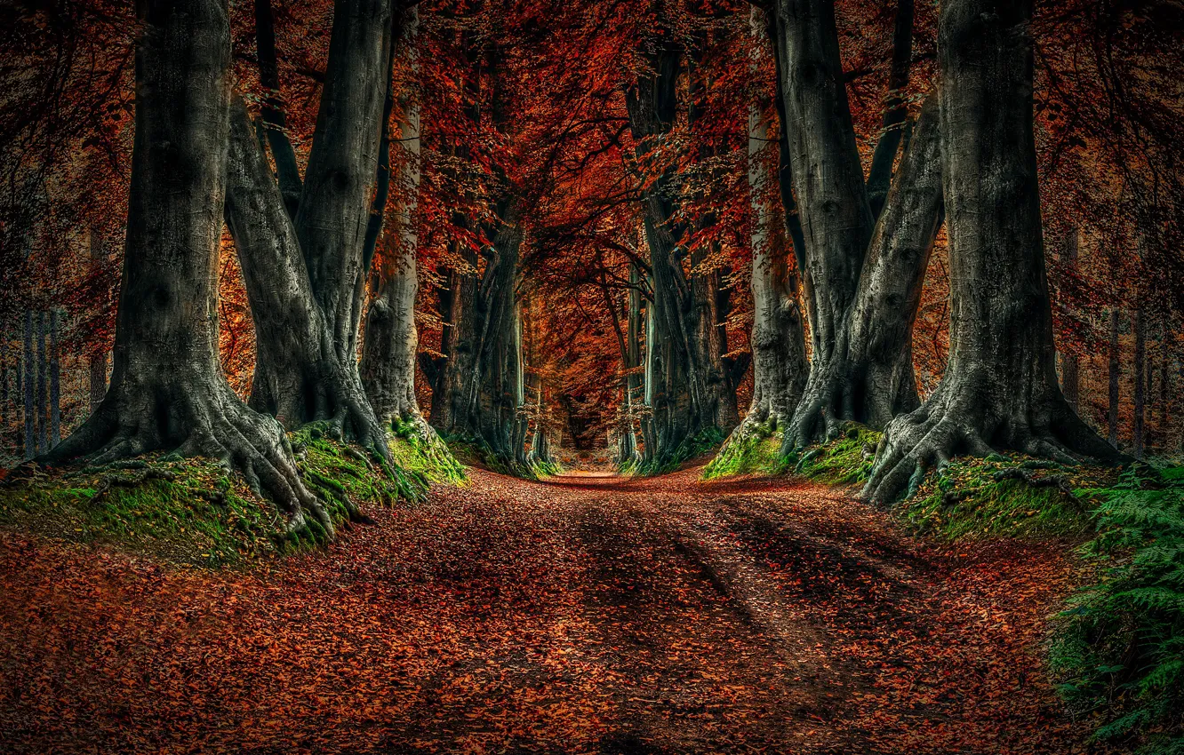 Photo wallpaper road, autumn, forest