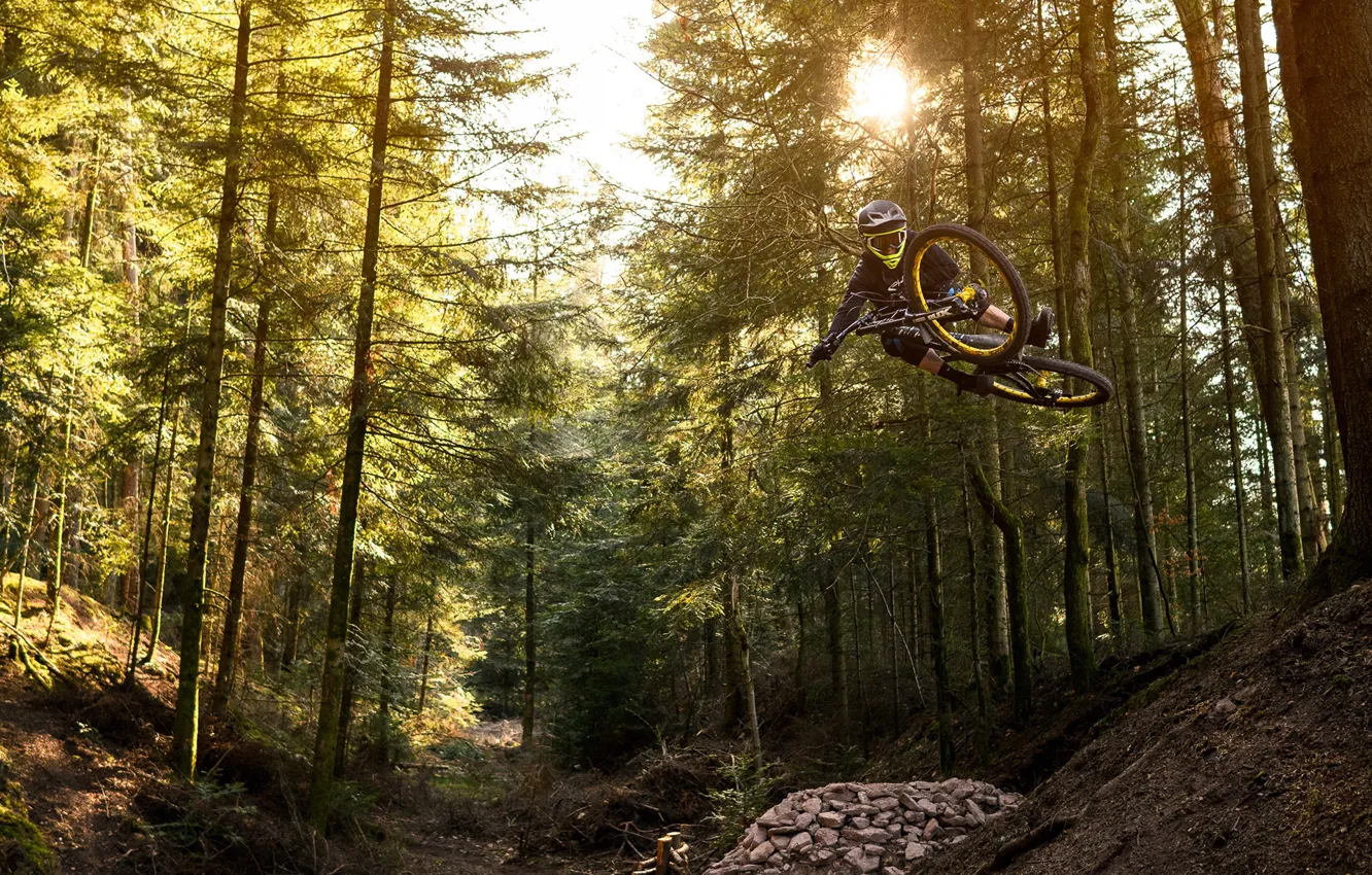 Photo wallpaper forest, trees, stones, cyclist, the ravine