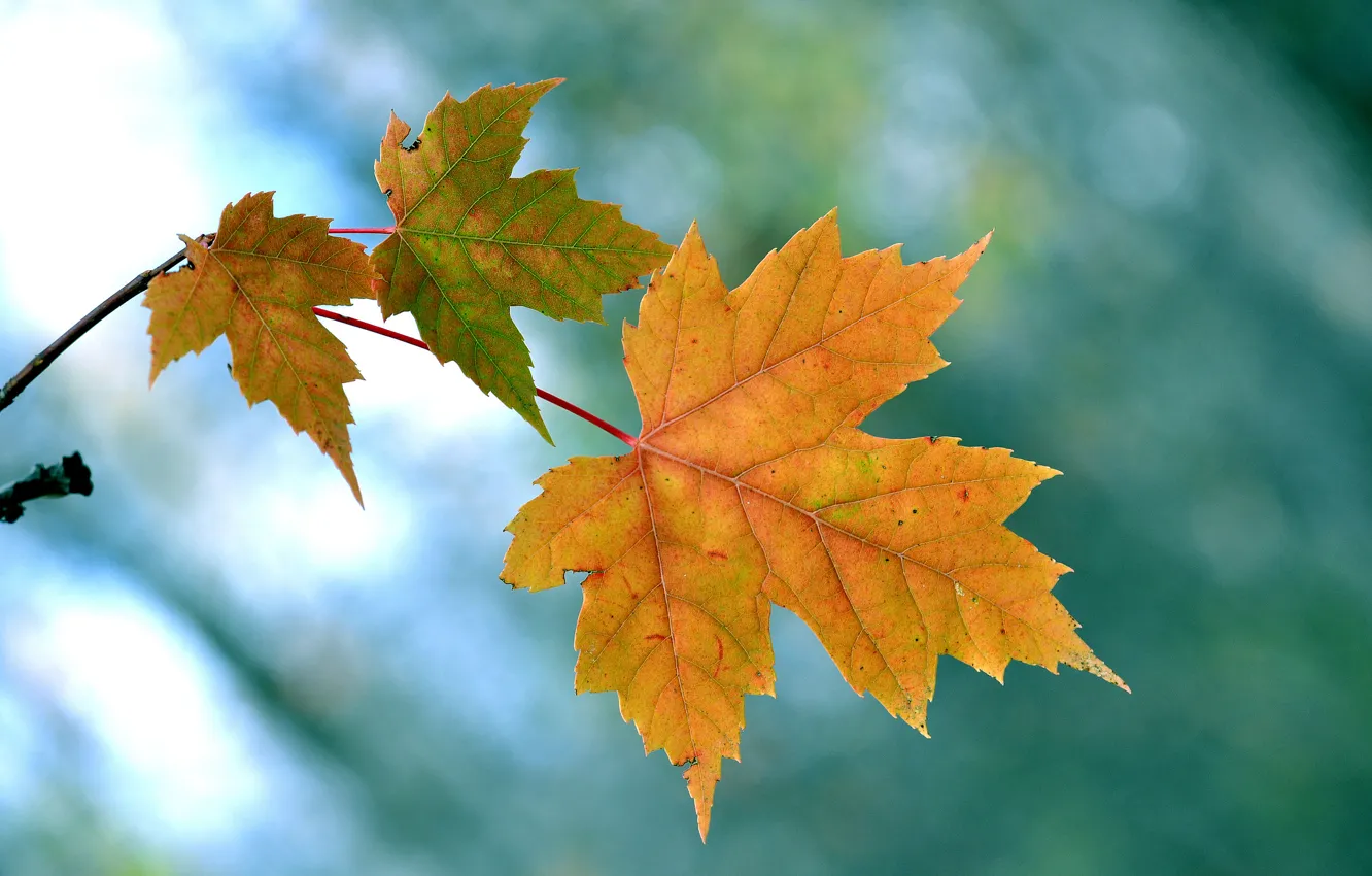 Photo wallpaper autumn, leaves, nature, branch, maple