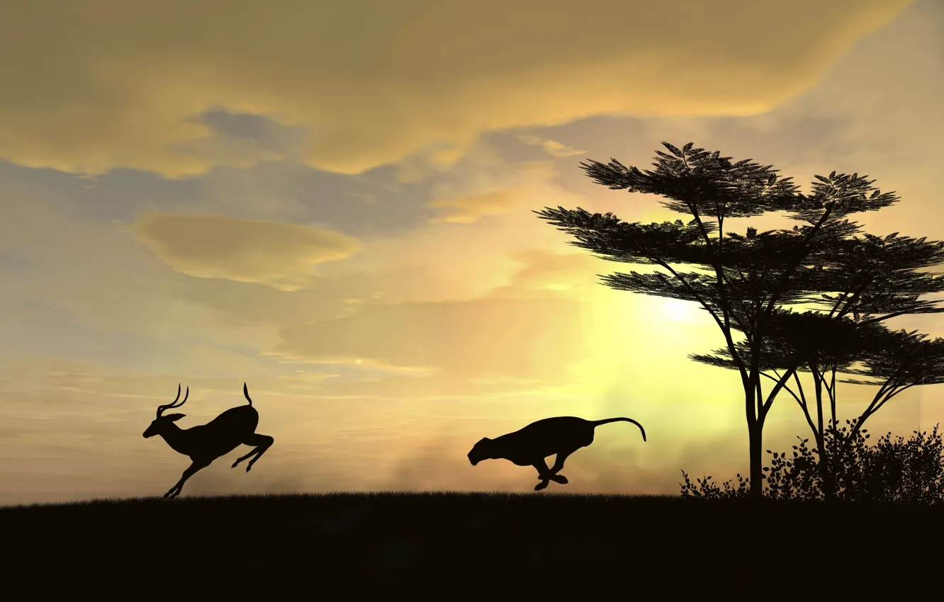 Photo wallpaper the sun, chase, predator, hunting, ROE