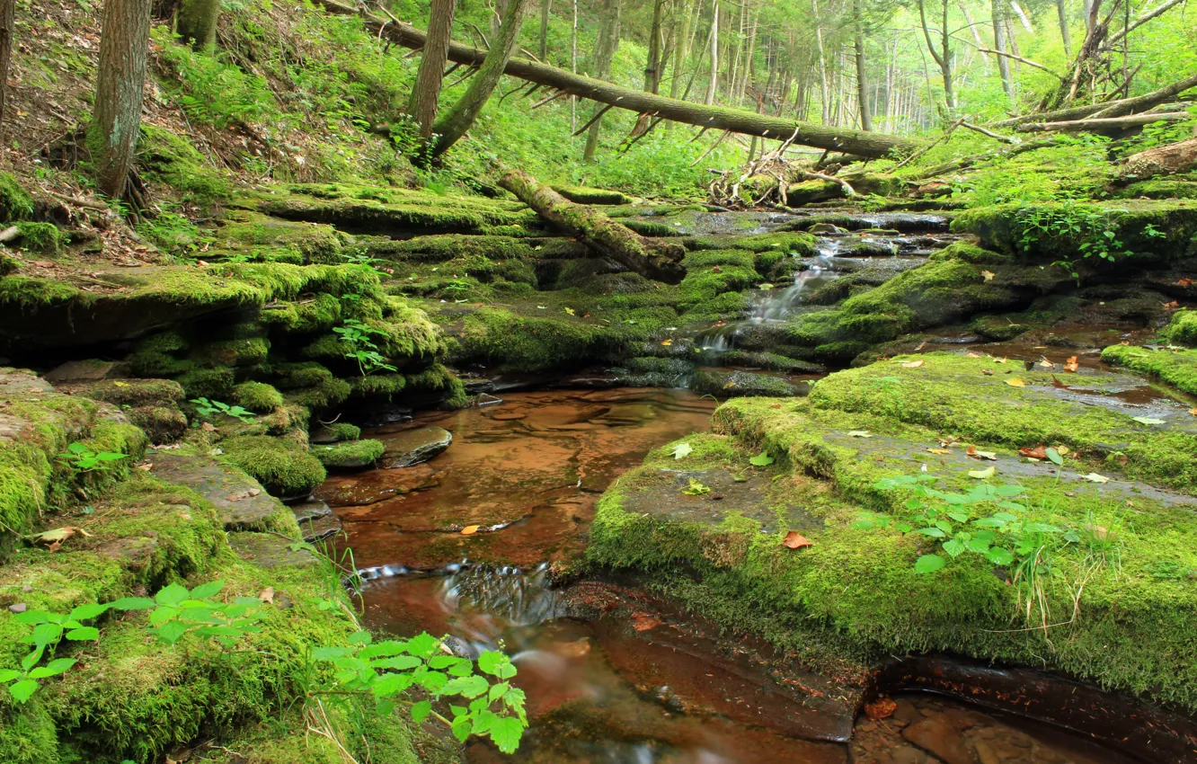 Photo wallpaper Water, Nature, Trees, Forest, Stones, Stream, Moss, Channel