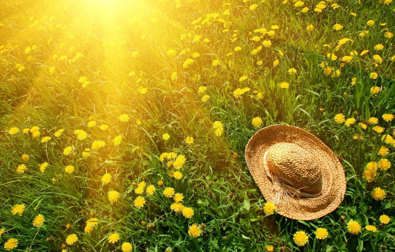 Photo wallpaper greens, grass, the sun, flowers, yellow, nature, green, dandelion