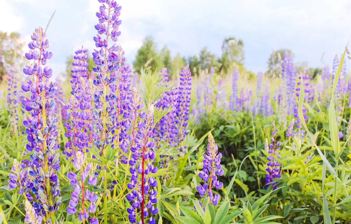 Photo wallpaper flowers, nature