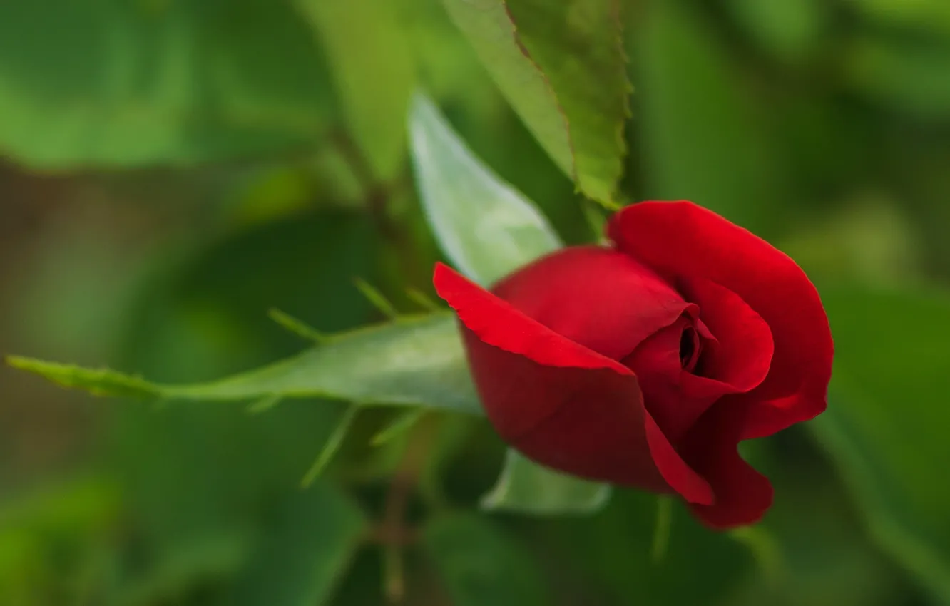 Photo wallpaper leaves, roses, petals, garden, buds