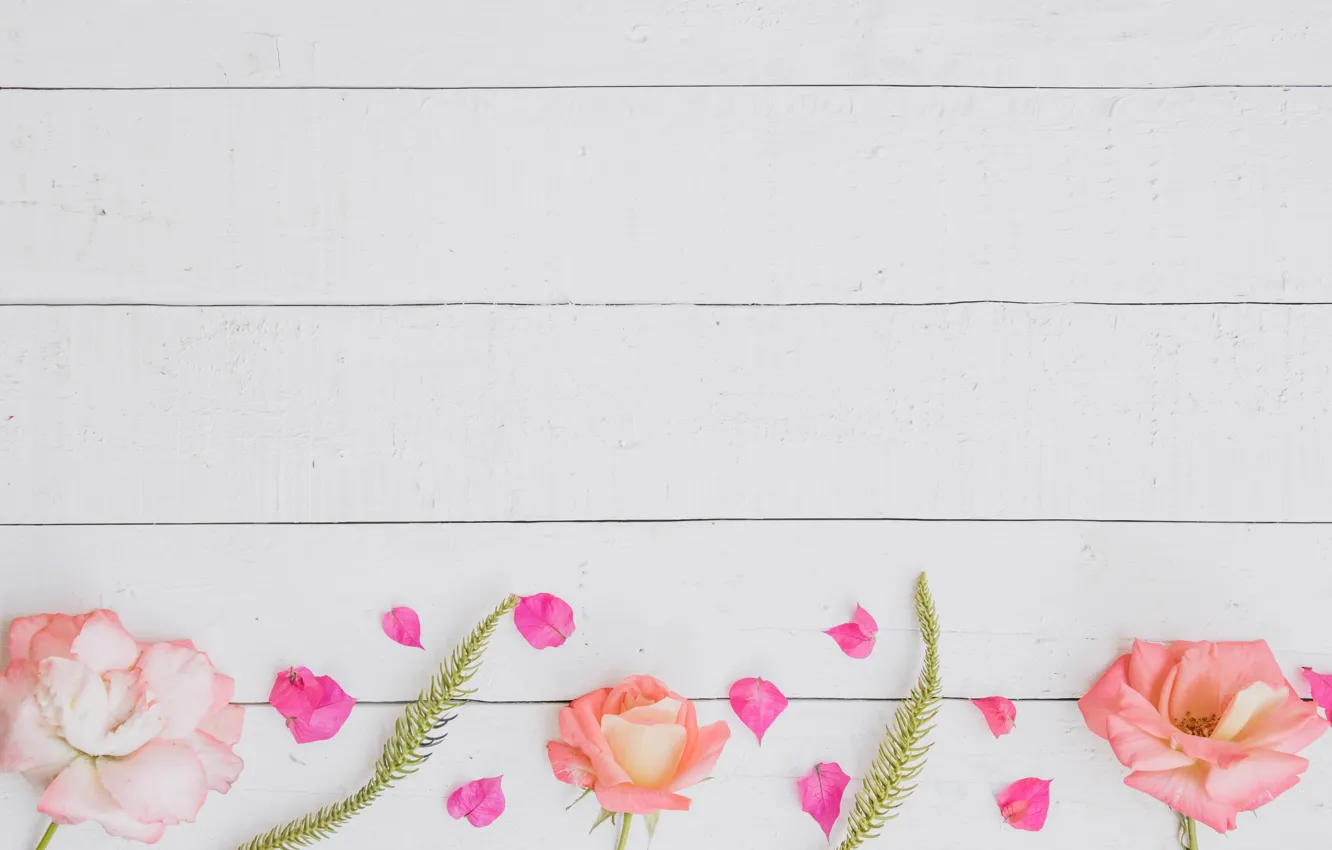 Photo wallpaper background, roses, petals