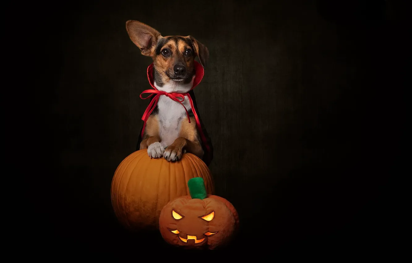 Photo wallpaper each, dog, Halloween