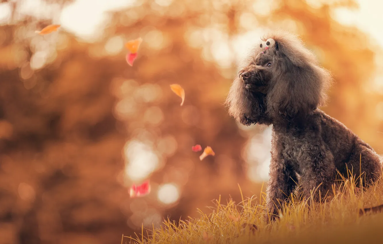 Photo wallpaper autumn, grass, eyes, look, light, nature, grey, dog