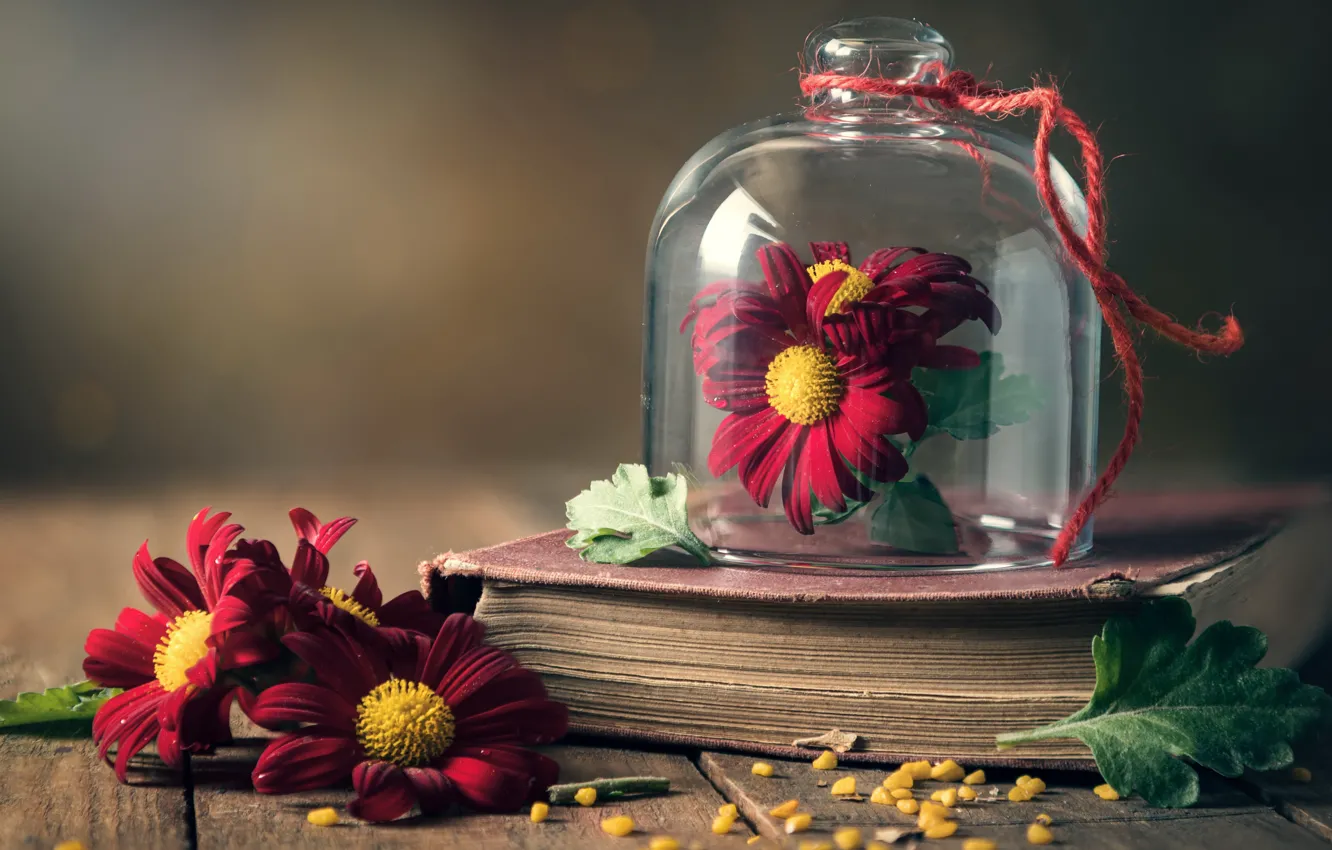Photo wallpaper flowers, background, book