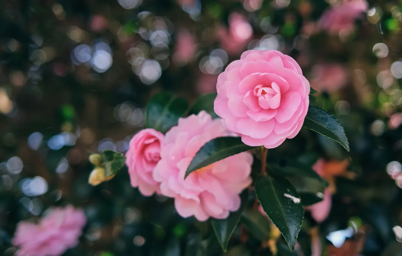 Photo wallpaper leaves, trees, flowers, branches, spring, pink, flowering, bokeh