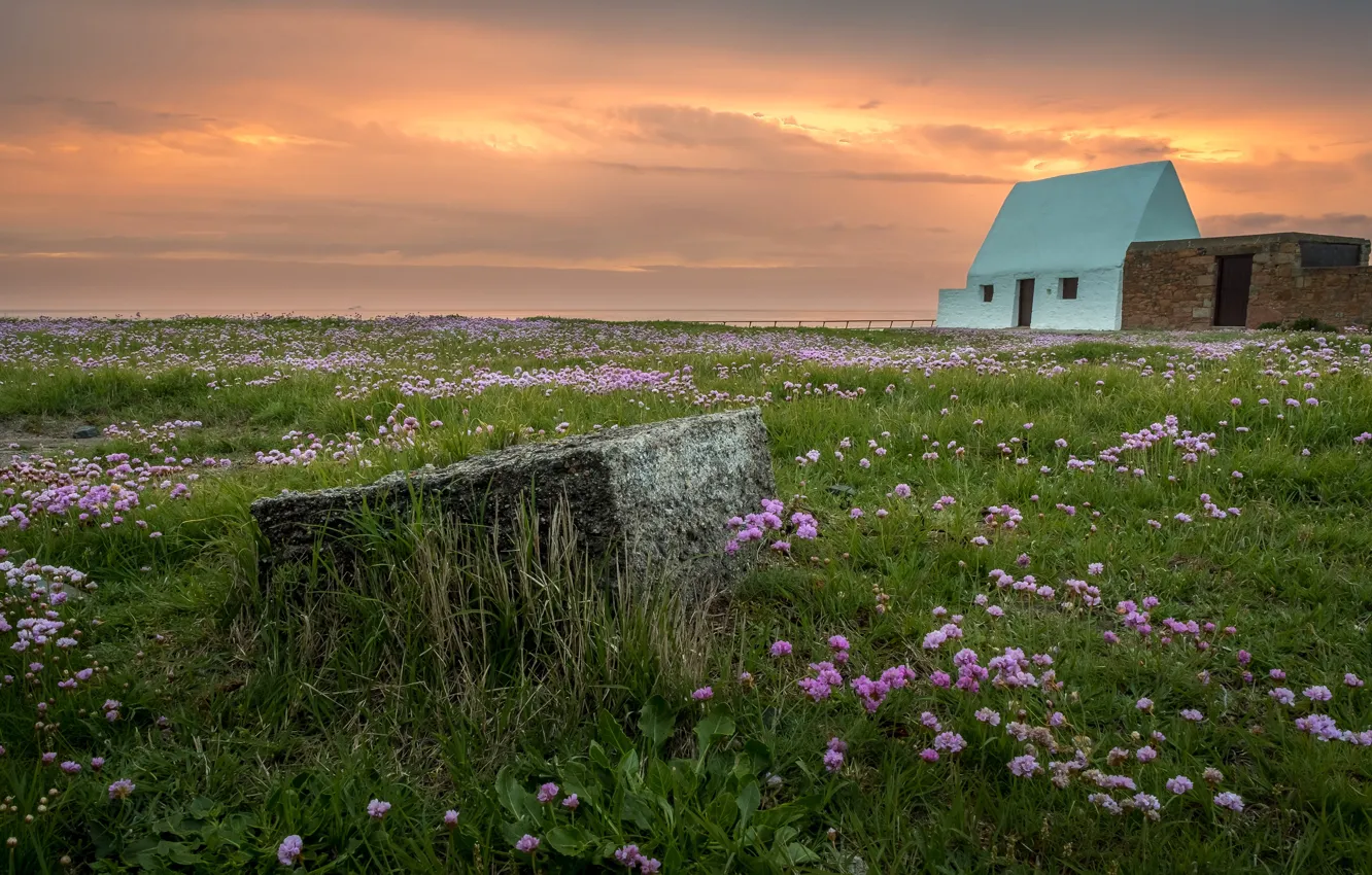 Photo wallpaper greens, field, the sky, clouds, sunset, flowers, stones, dawn