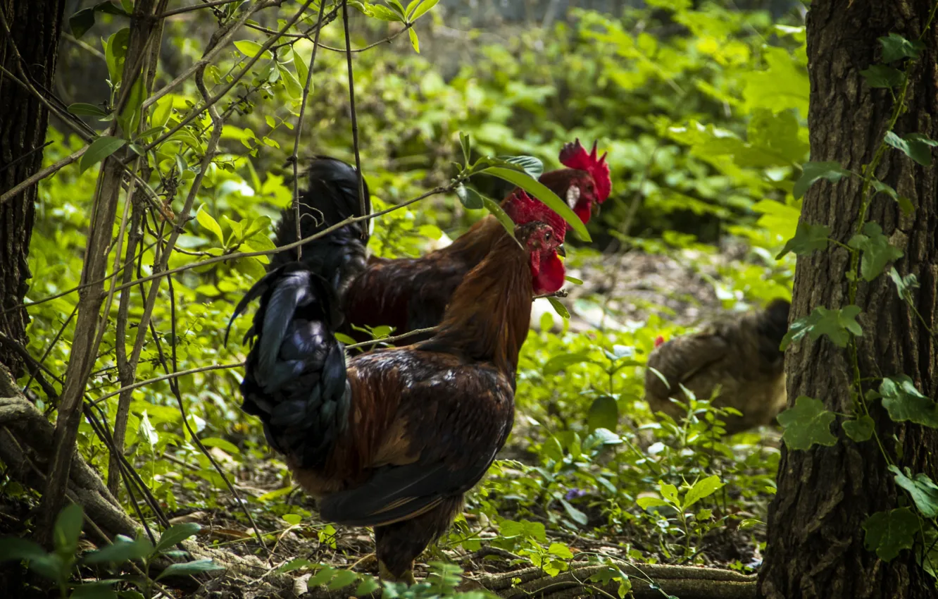Photo wallpaper animals, man, look, Sri Lanka, thanujan thanabalasingam