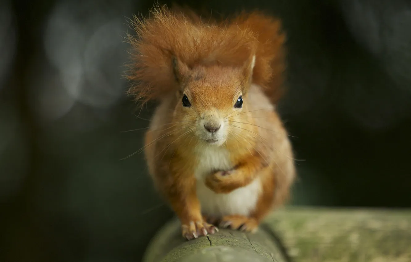 Photo wallpaper forest, nature, protein, tail, red