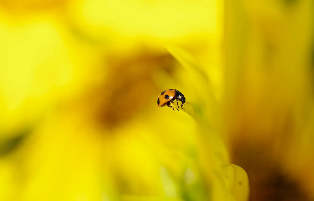 Photo wallpaper nature, background, ladybug