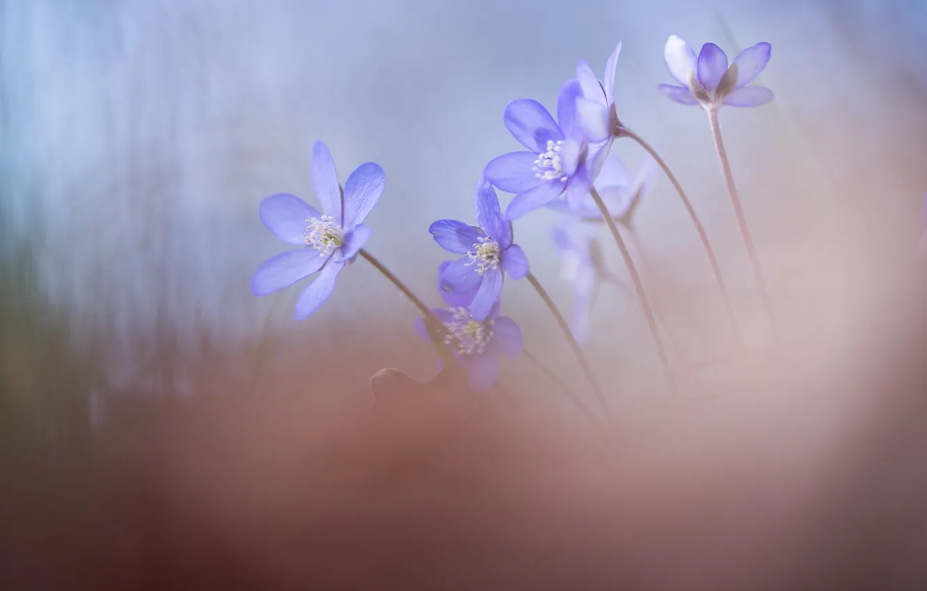 Photo wallpaper flowers, nature, spring