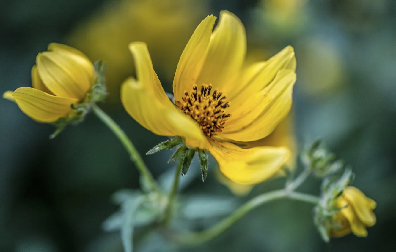 Photo wallpaper flowers, yellow, bokeh, kosmeya