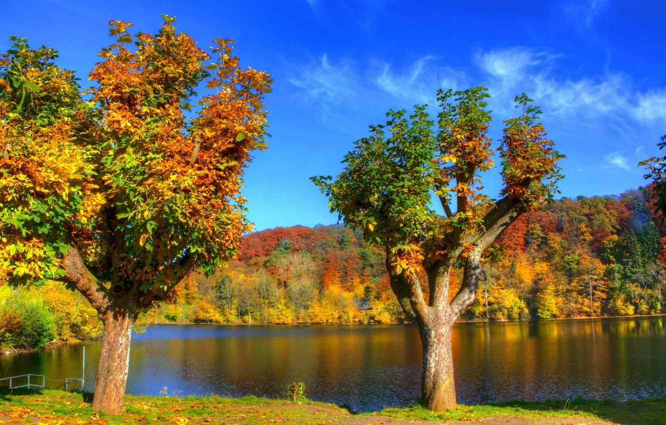 Photo wallpaper autumn, forest, trees, river, shore, foliage, Germany, Ulmen