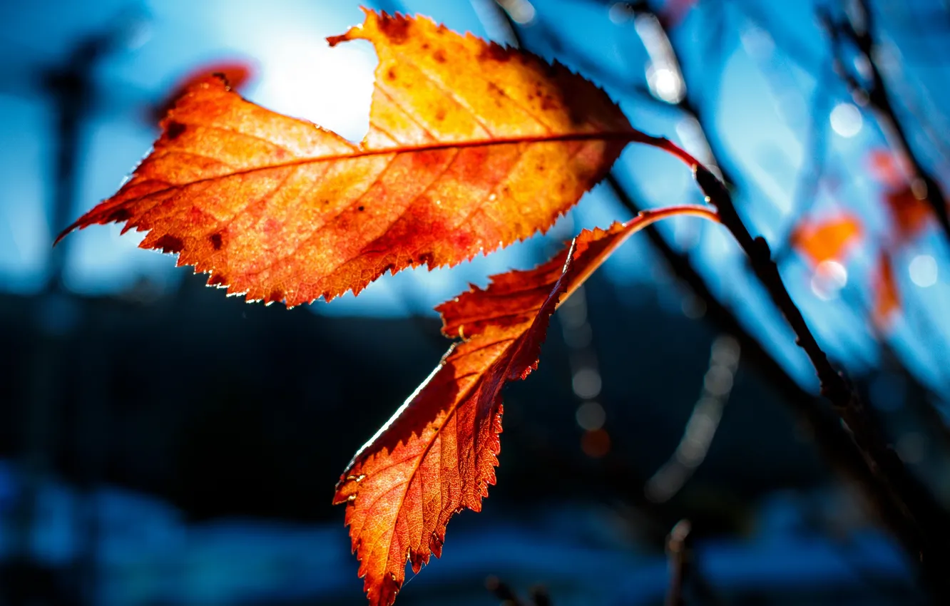 Photo wallpaper autumn, leaves, nature
