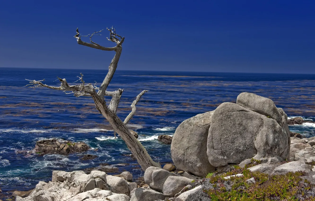 Photo wallpaper sea, the sky, trees, landscape