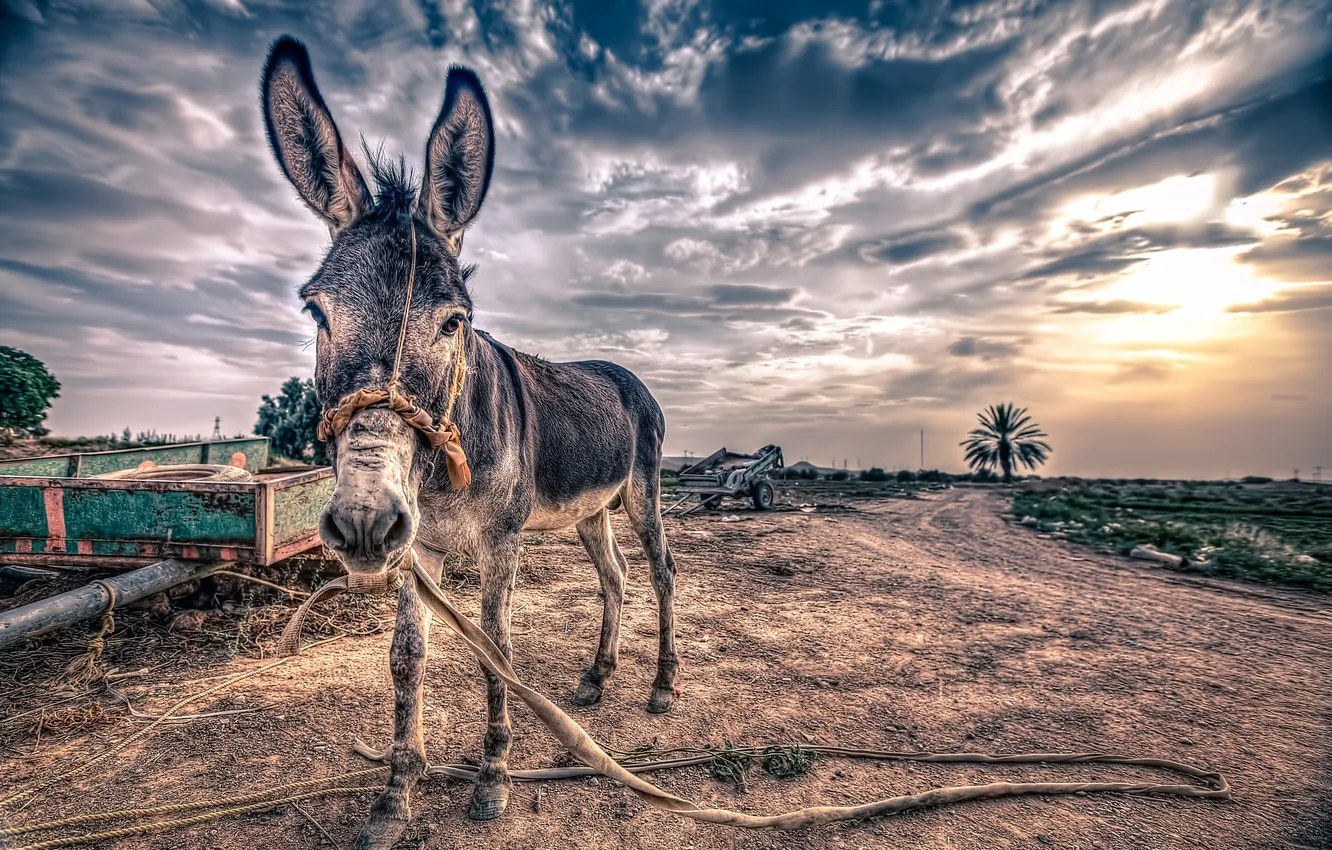 Photo wallpaper sunset, background, donkey