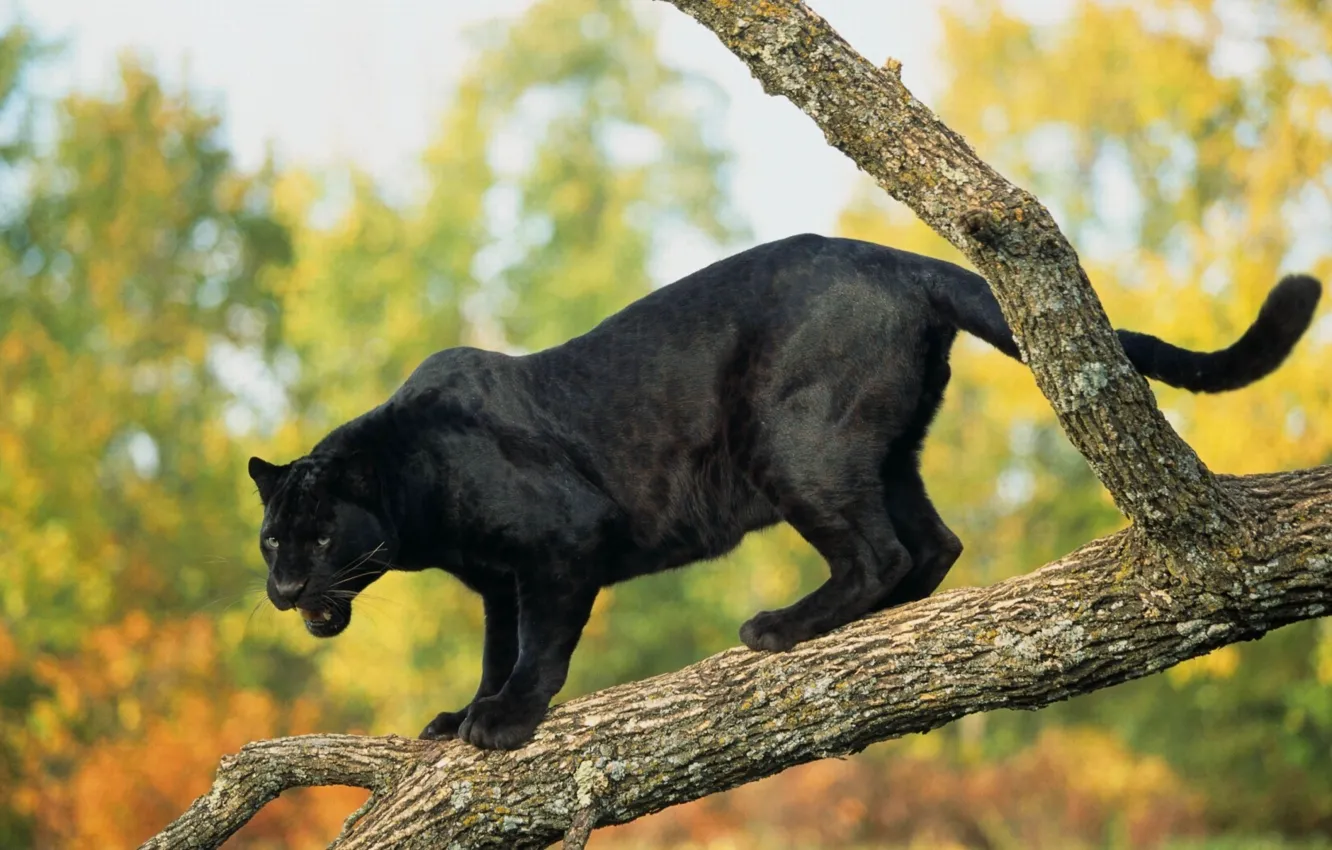 Photo wallpaper trees, Panther, black Jaguar