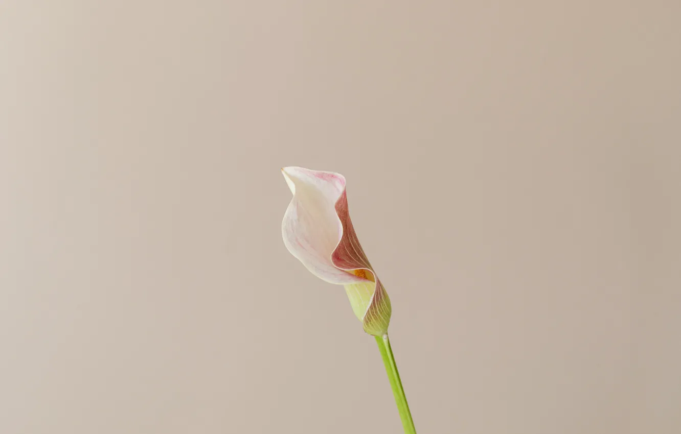 Photo wallpaper flower, beauty, pic