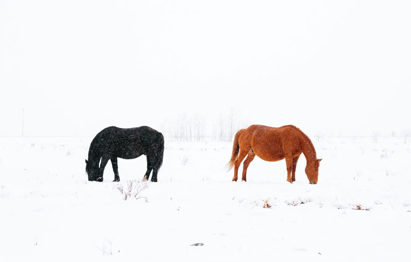 Photo wallpaper snow, black, horse, black, brown, brown, snow, horses