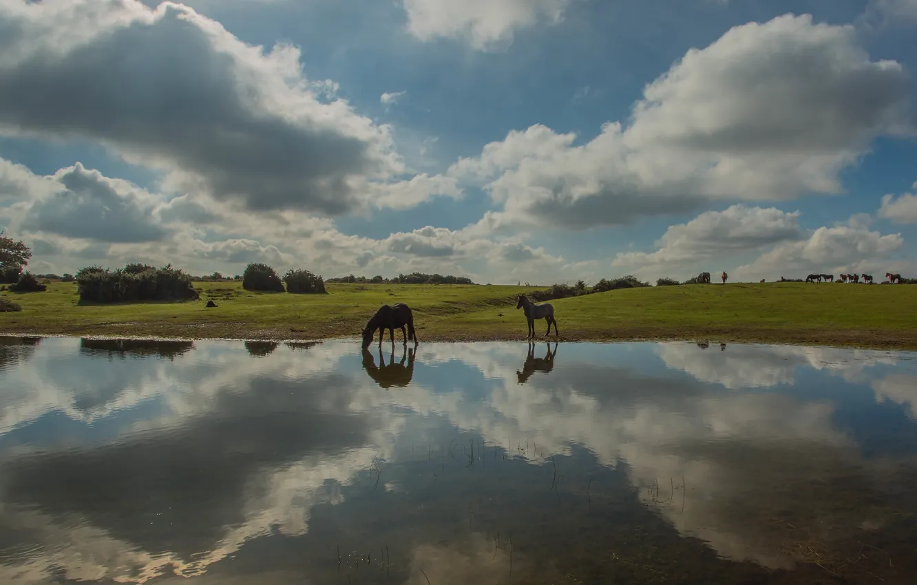 Photo wallpaper field, the sky, clouds, lake, reflection, shore, horses, horse
