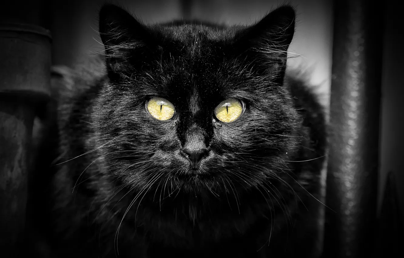 Photo wallpaper cat, cat, look, black, portrait