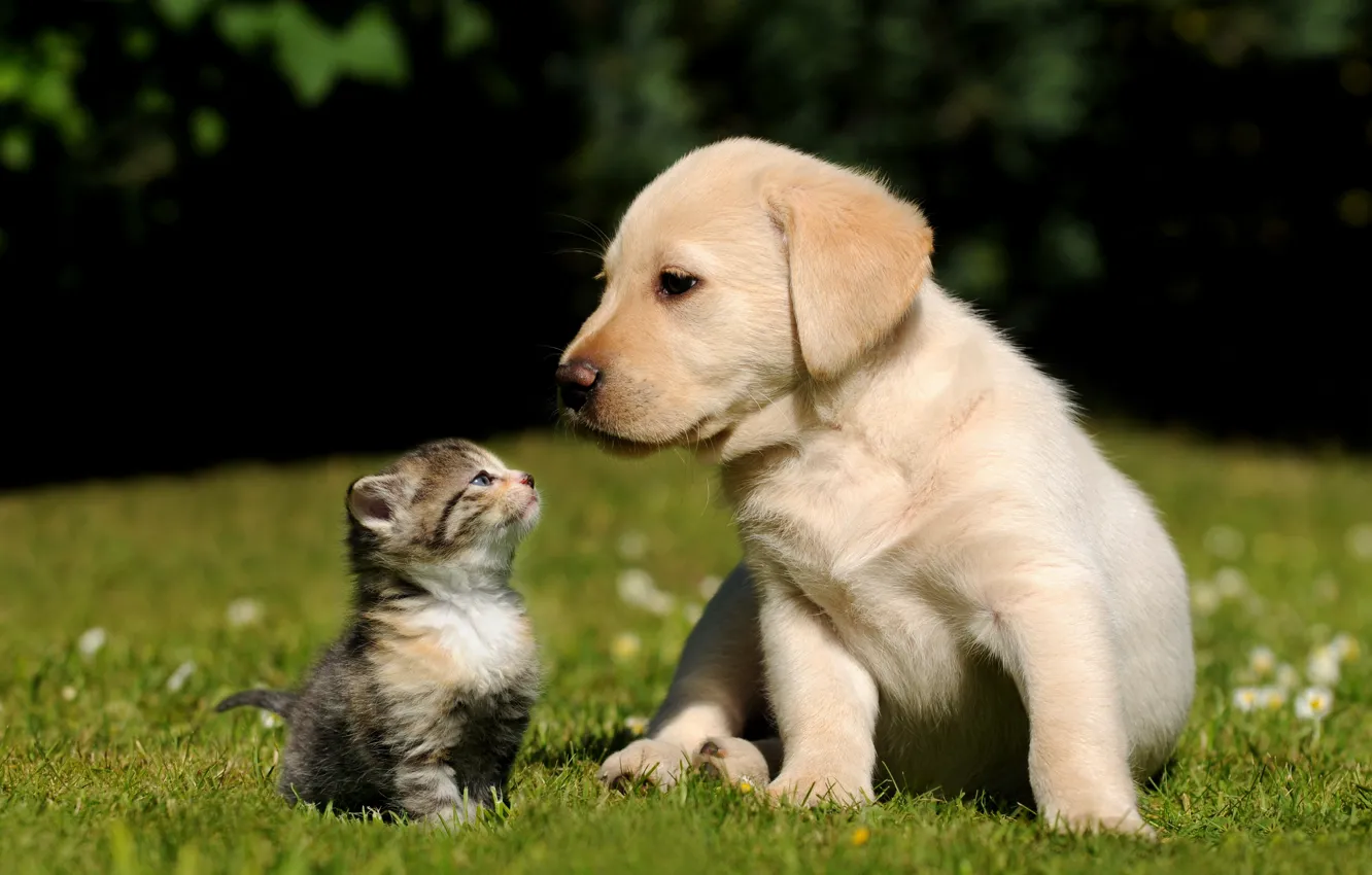 Photo wallpaper grass, kitty, background, dog, Cat, puppy