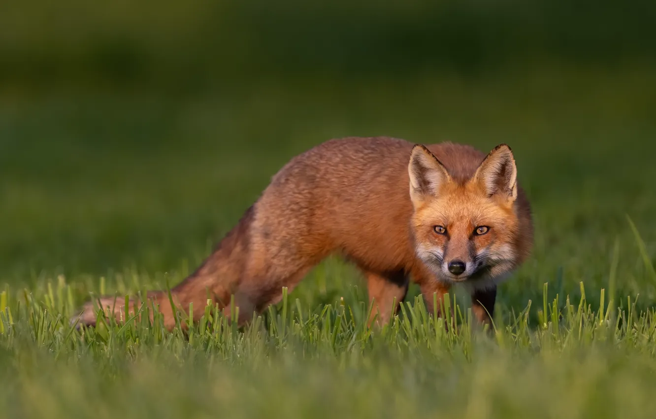 Photo wallpaper grass, look, face, Fox, red