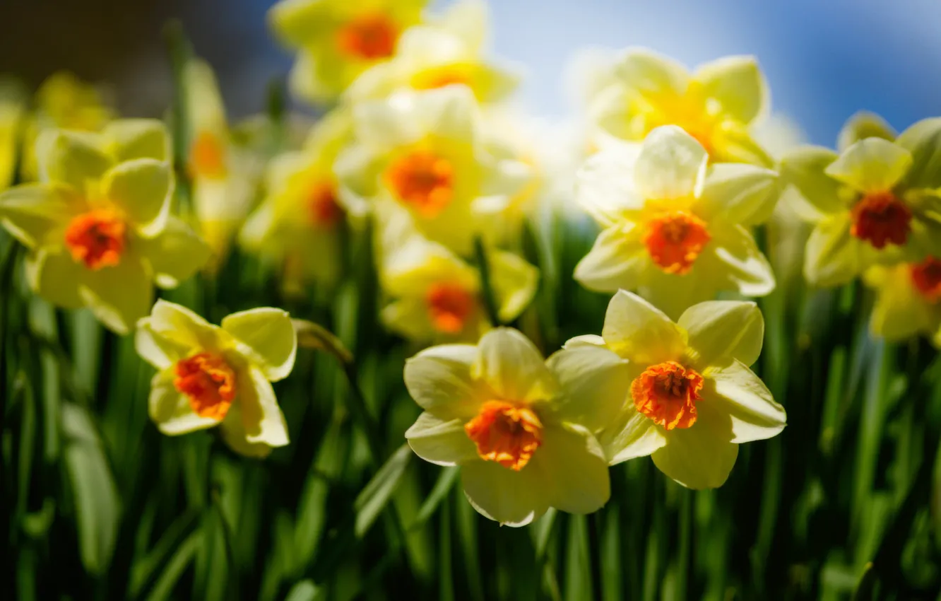 Photo wallpaper yellow, bokeh, Daffodils