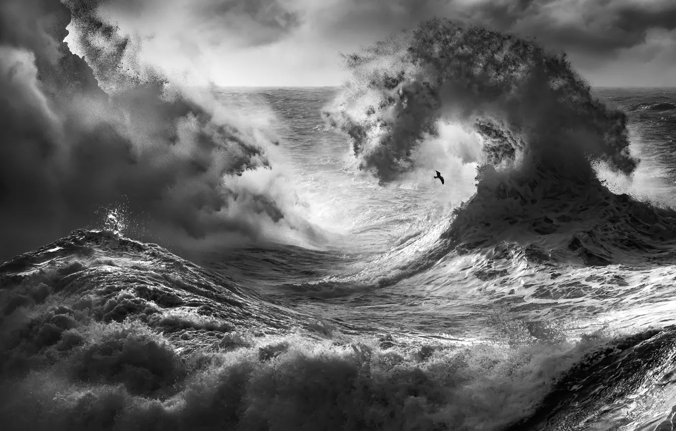 Photo wallpaper wave, squirt, storm, bird, waves, storm, bird, spray