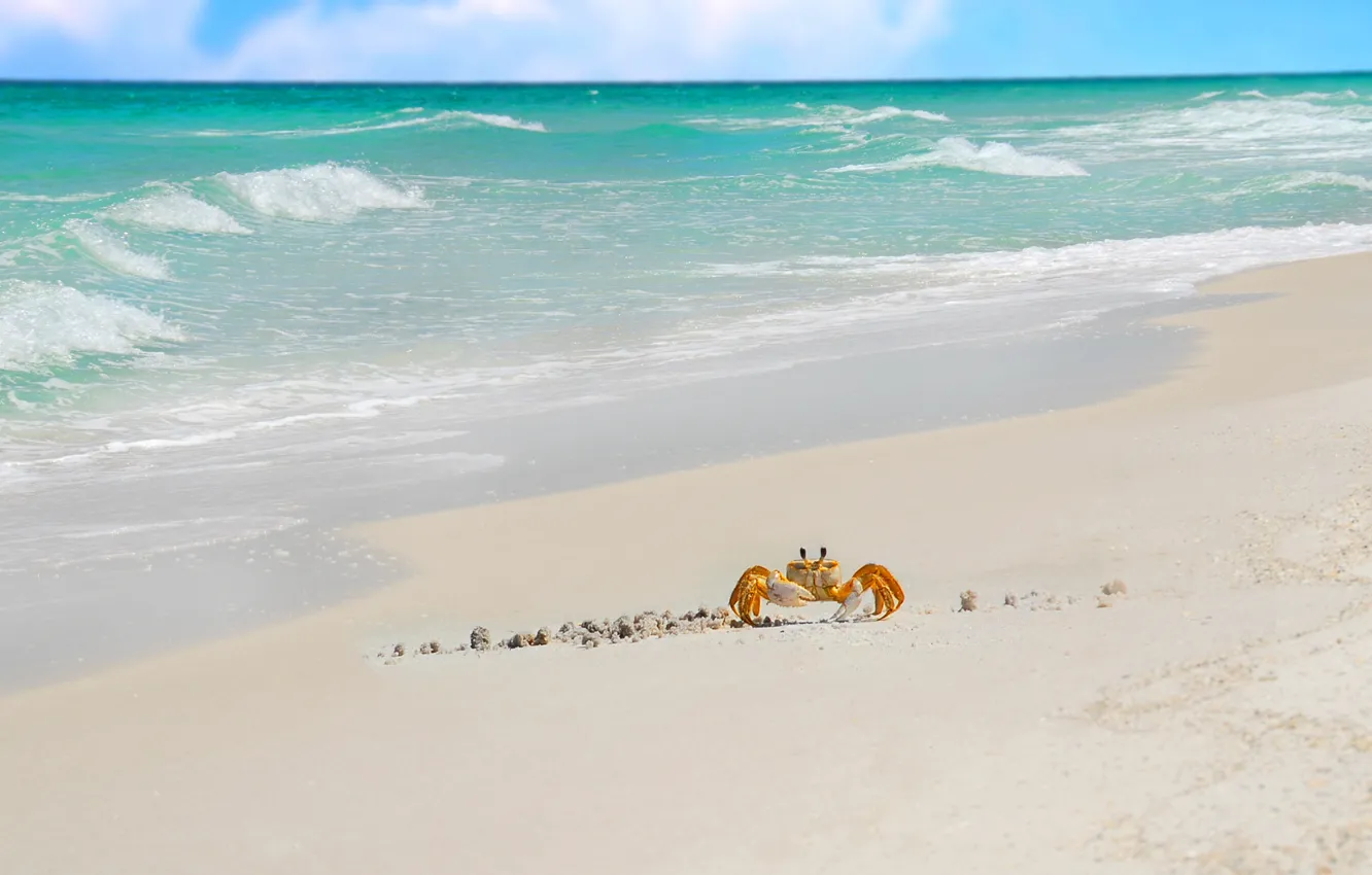 Photo wallpaper sand, sea, crab, surf