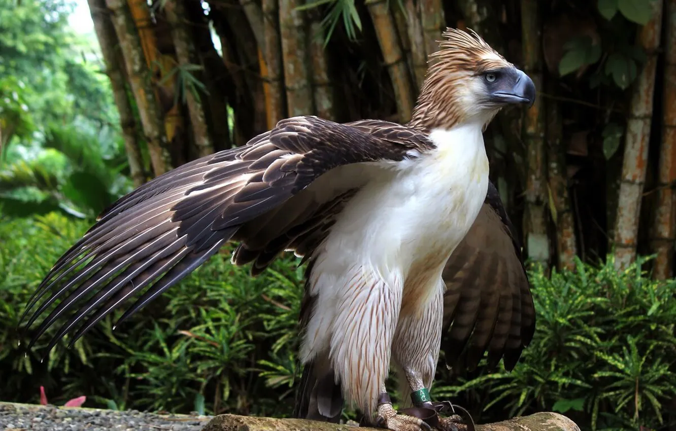 Photo wallpaper bird, forests, monkey-eating eagle, philippine eagle