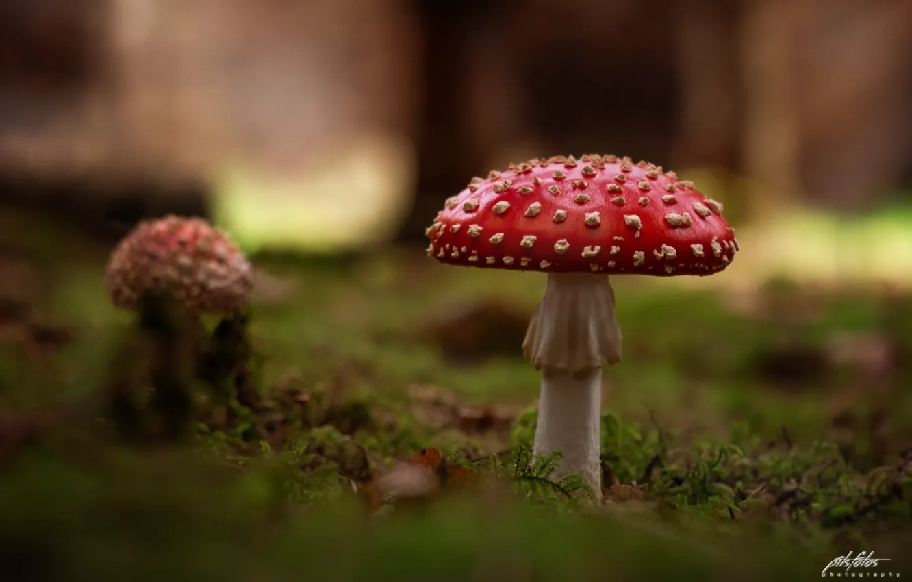 Photo wallpaper red, grass, nature, mushroom, closeup, depth of field, Pits Art