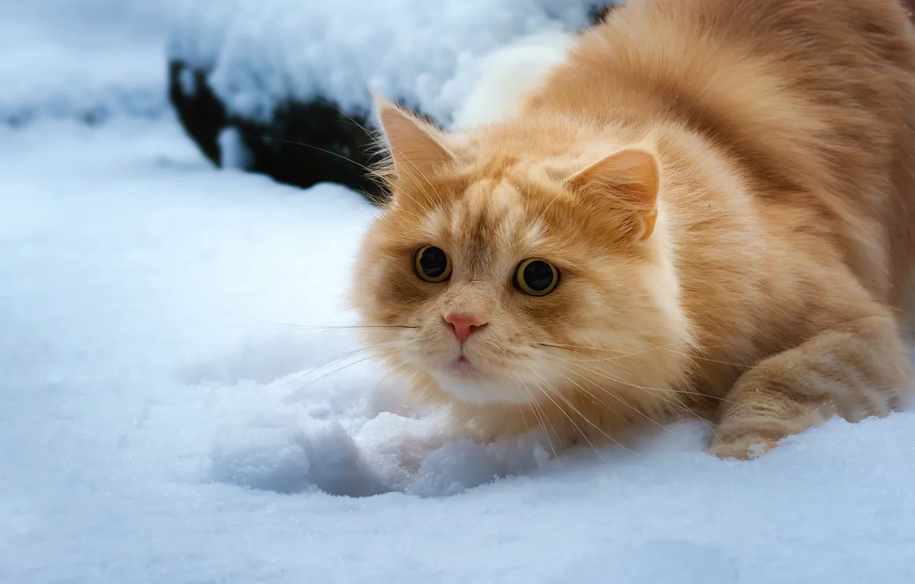 Photo wallpaper cat, look, snow, red cat