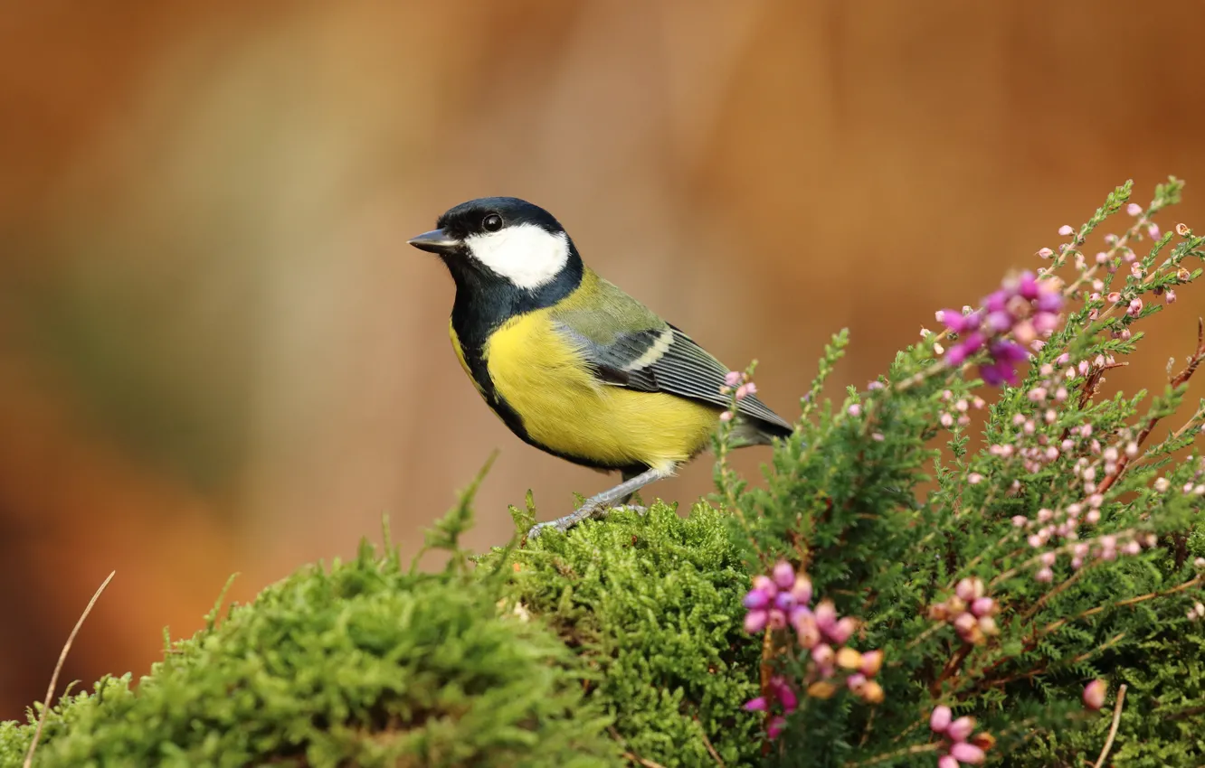 Photo wallpaper flowers, nature, background, bird, moss, bird, titmouse, tit