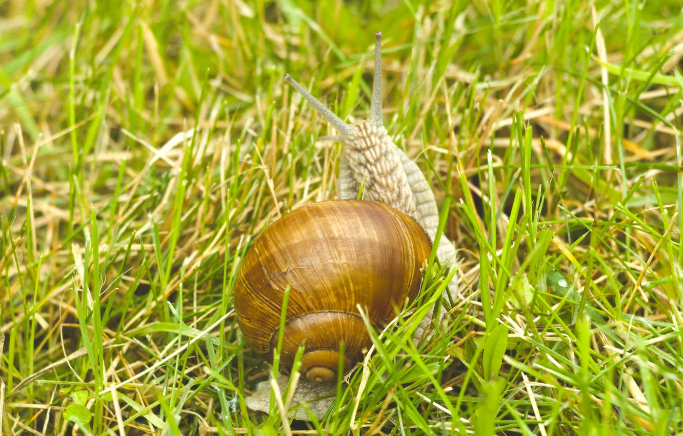 Photo wallpaper shell, snail, Mollusk