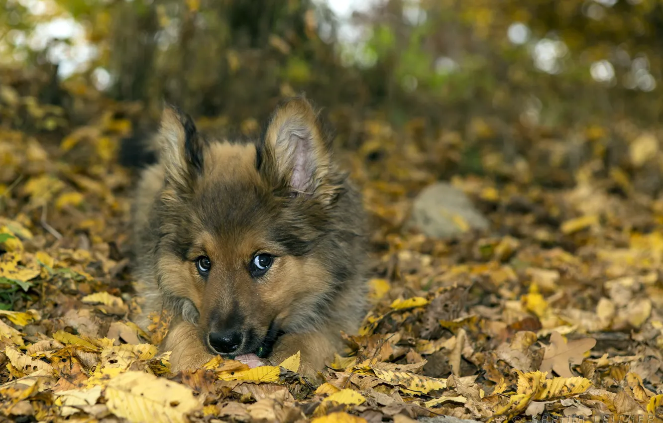 Photo wallpaper nature, each, dog