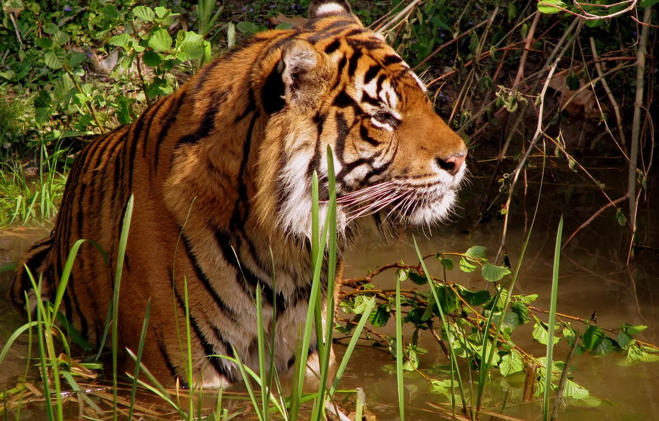 Photo wallpaper Tiger, bathing, pond, leisure