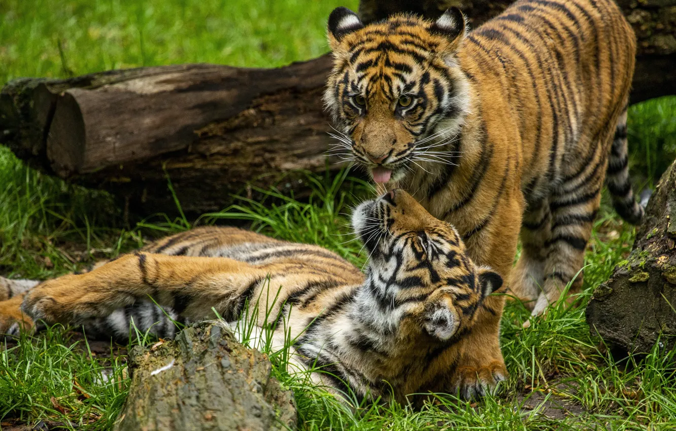 Photo wallpaper grass, tiger, the game, two, a couple, tiger