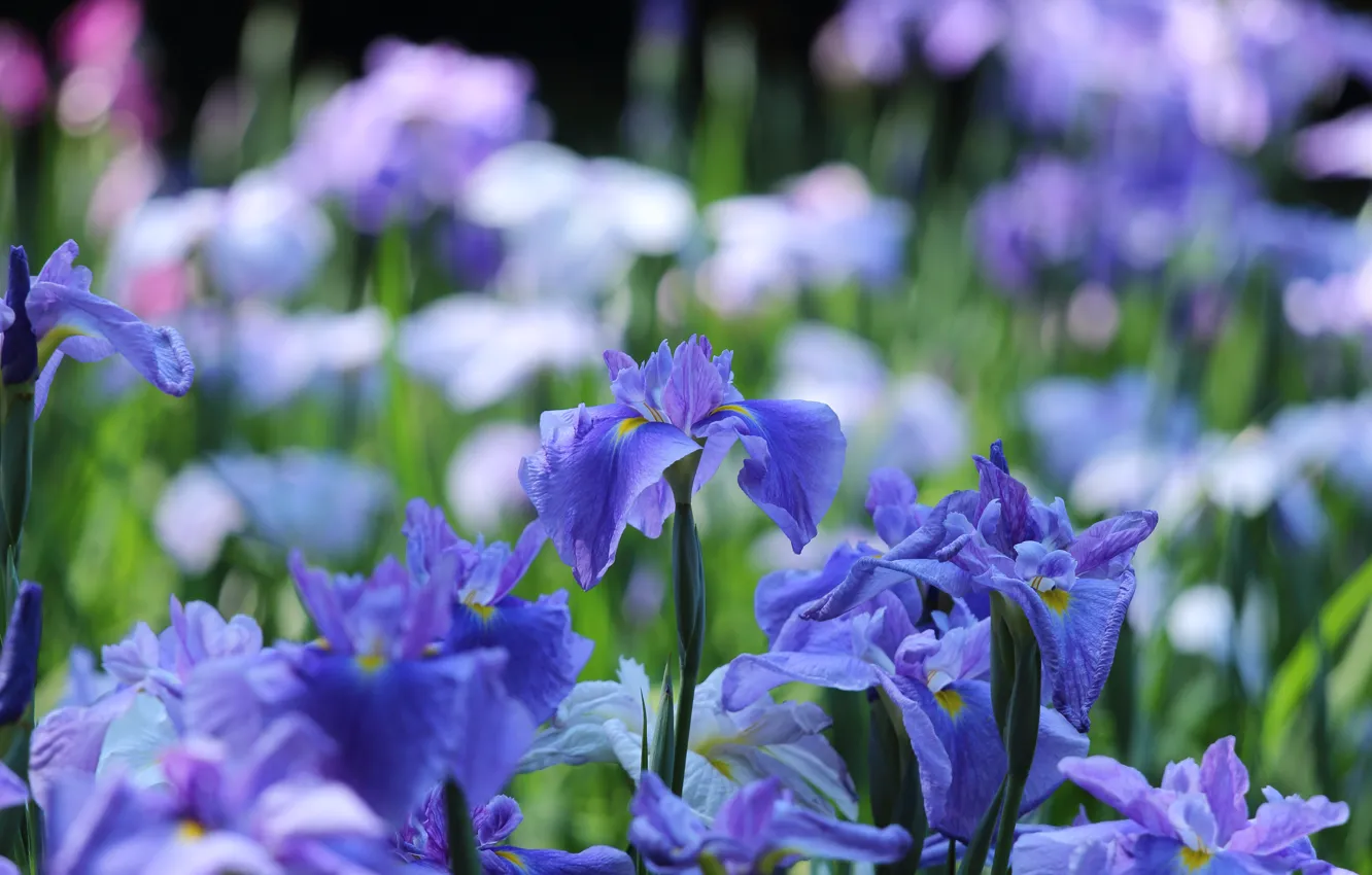 Photo wallpaper flowers, spring, flowerbed, lilac, bokeh, iris
