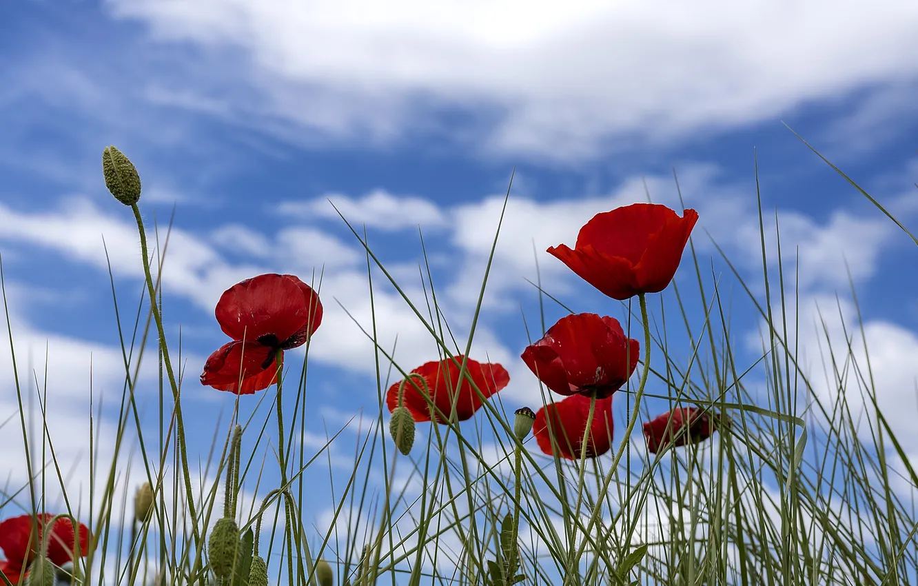 Photo wallpaper summer, the sky, grass, clouds, flowers, red, blue, Maki